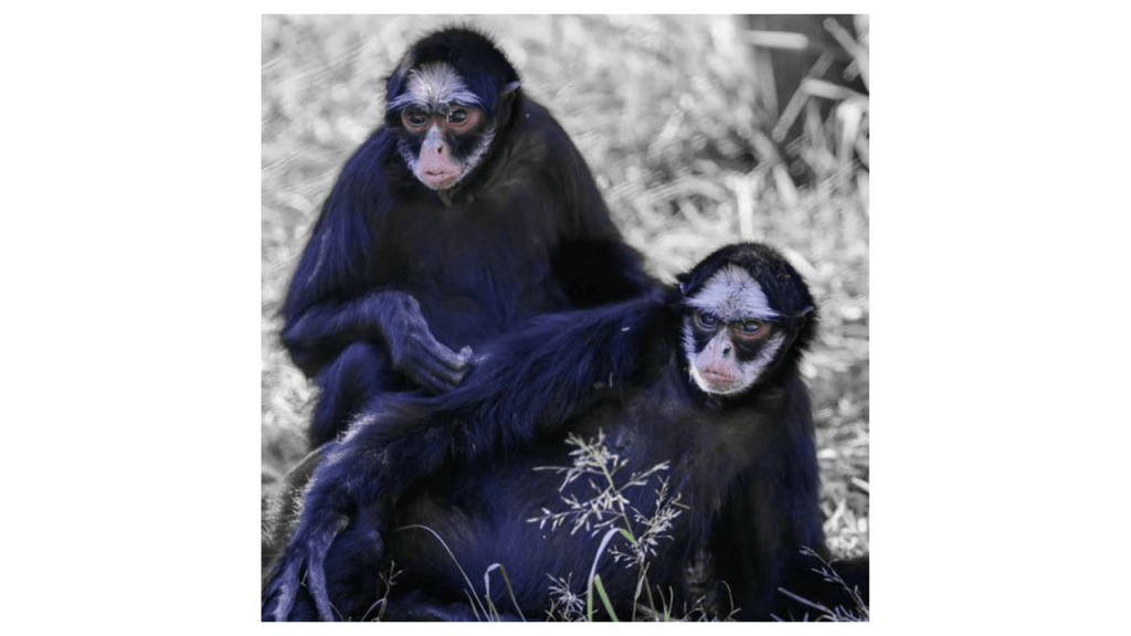 Obra de Camila Neri Querico