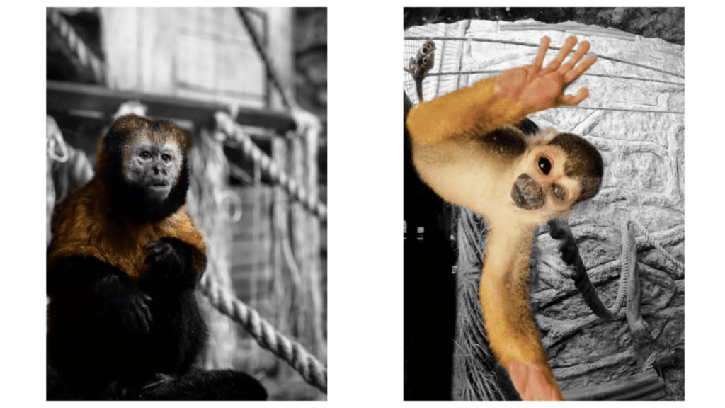 Obra de Camila Neri Querico