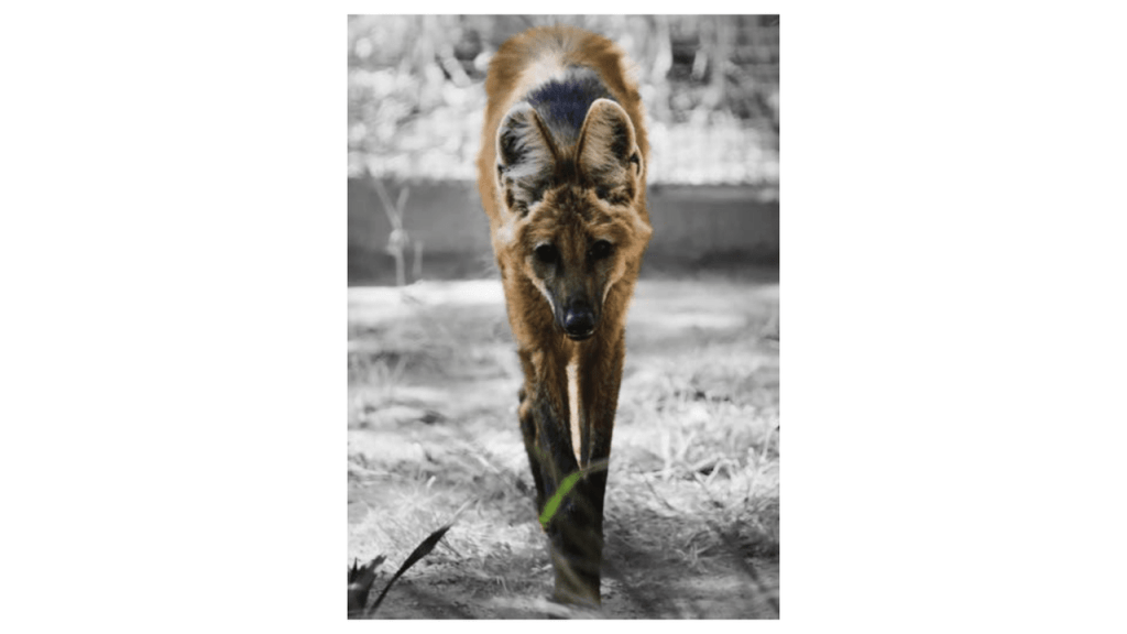 Obra de Camila Neri Querico