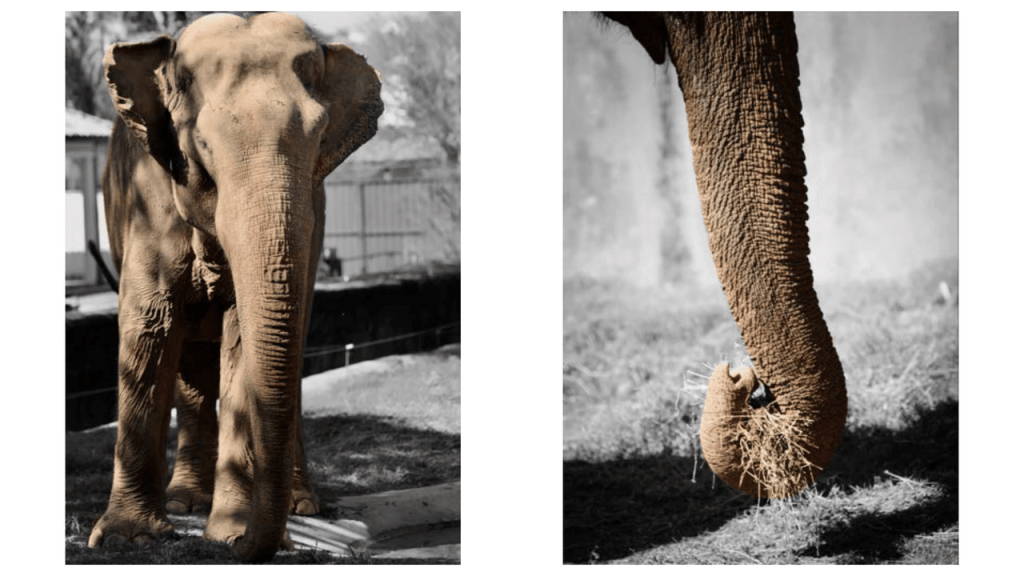 Obra de Camila Neri Querico