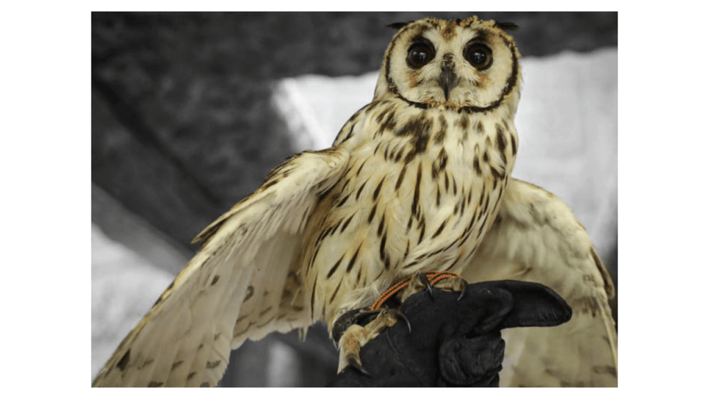 Obra de Camila Neri Querico