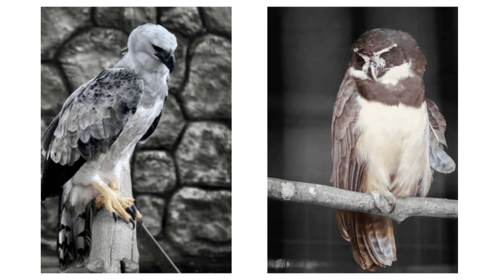 Obra de Camila Neri Querico