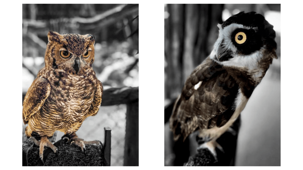 Obra de Camila Neri Querico