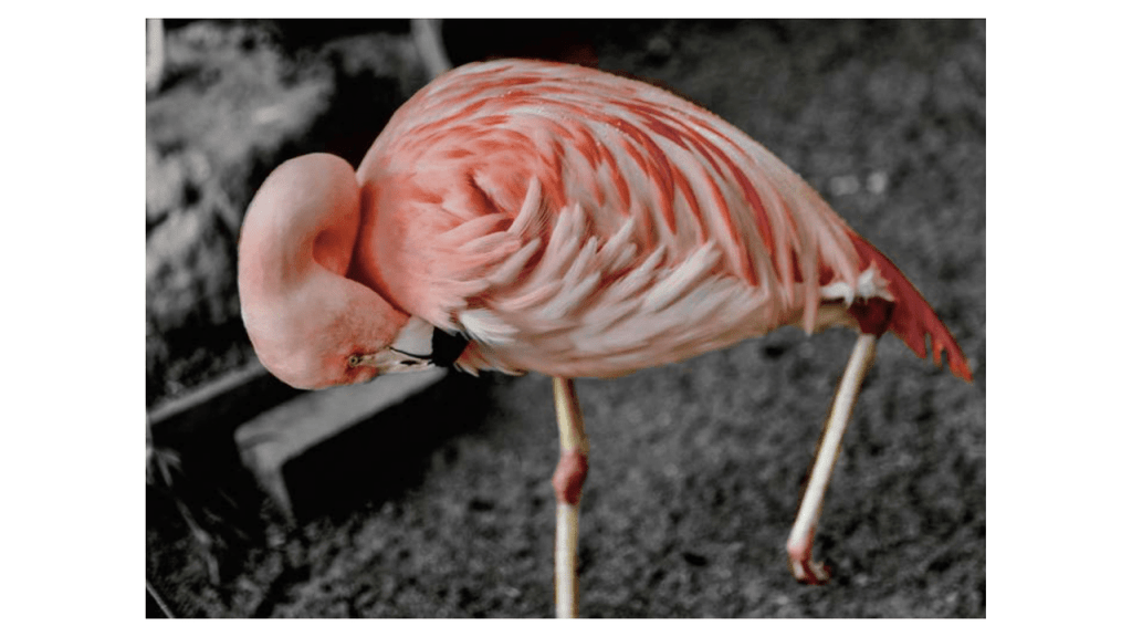 Obra de Camila Neri Querico