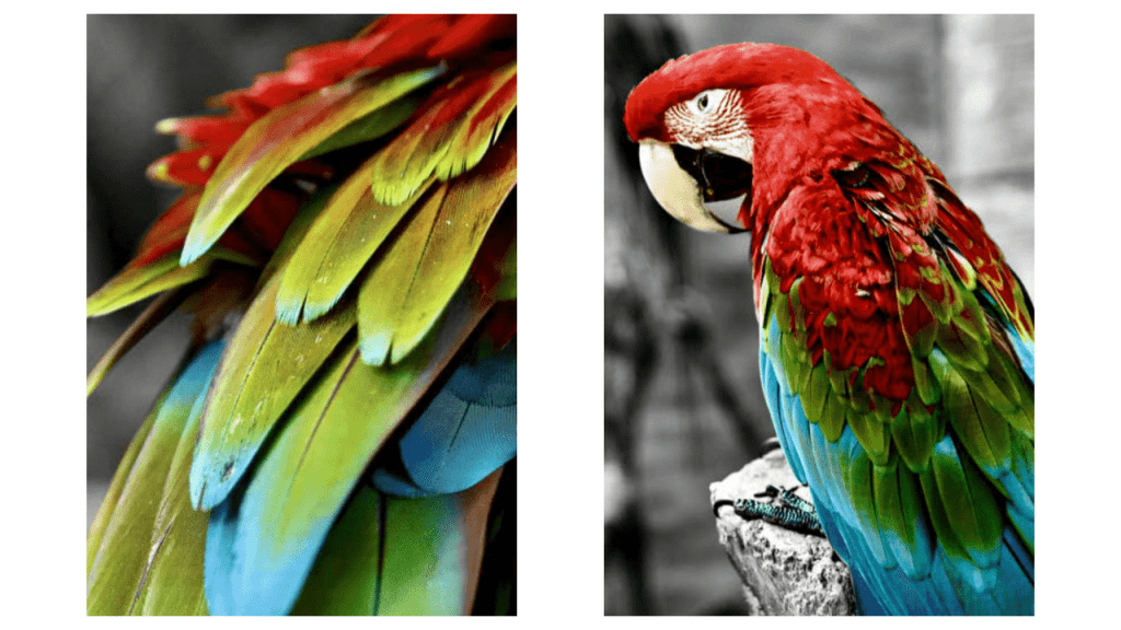 Obra de Camila Neri Querico