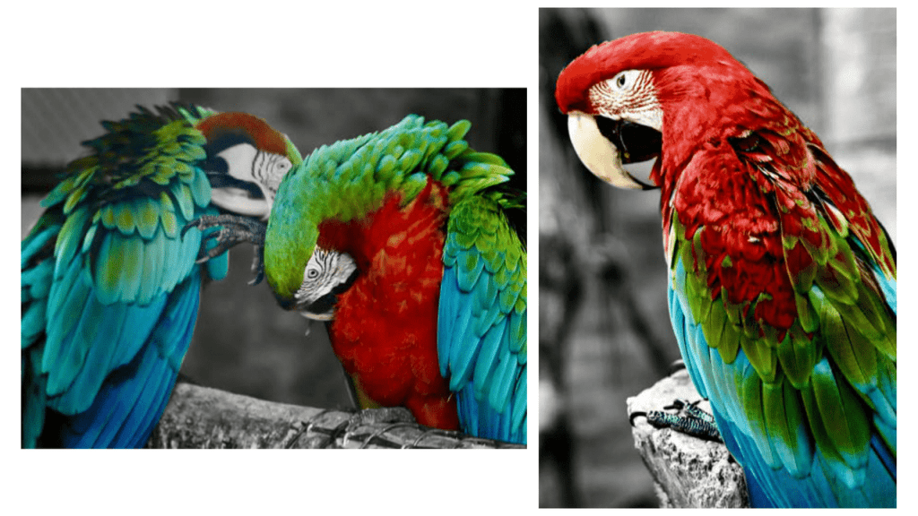 Obra de Camila Neri Querico