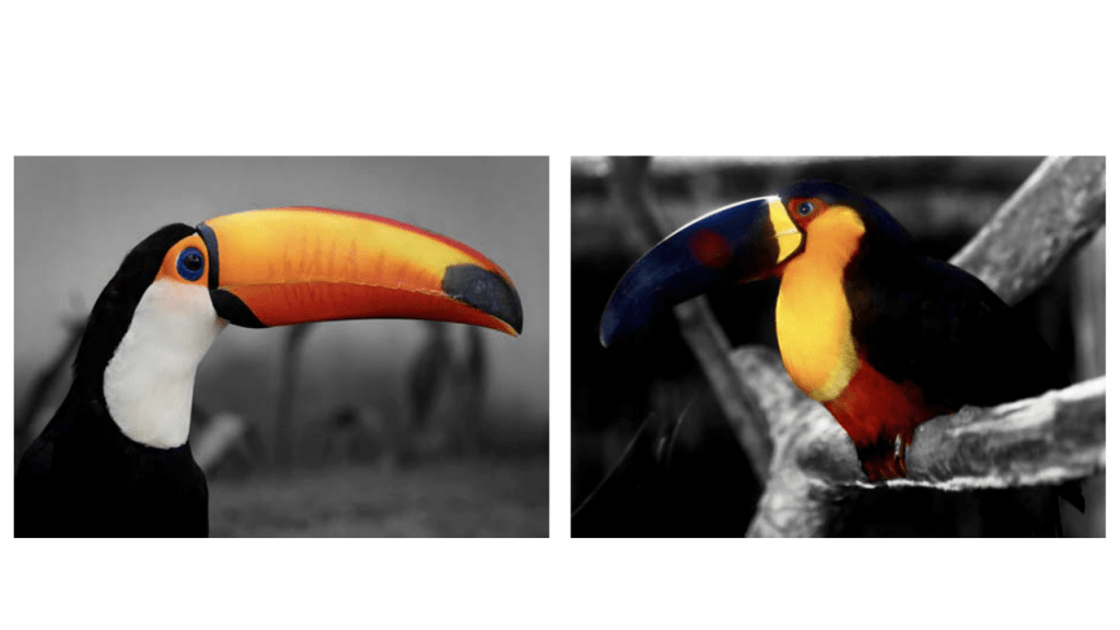 Obra de Camila Neri Querico