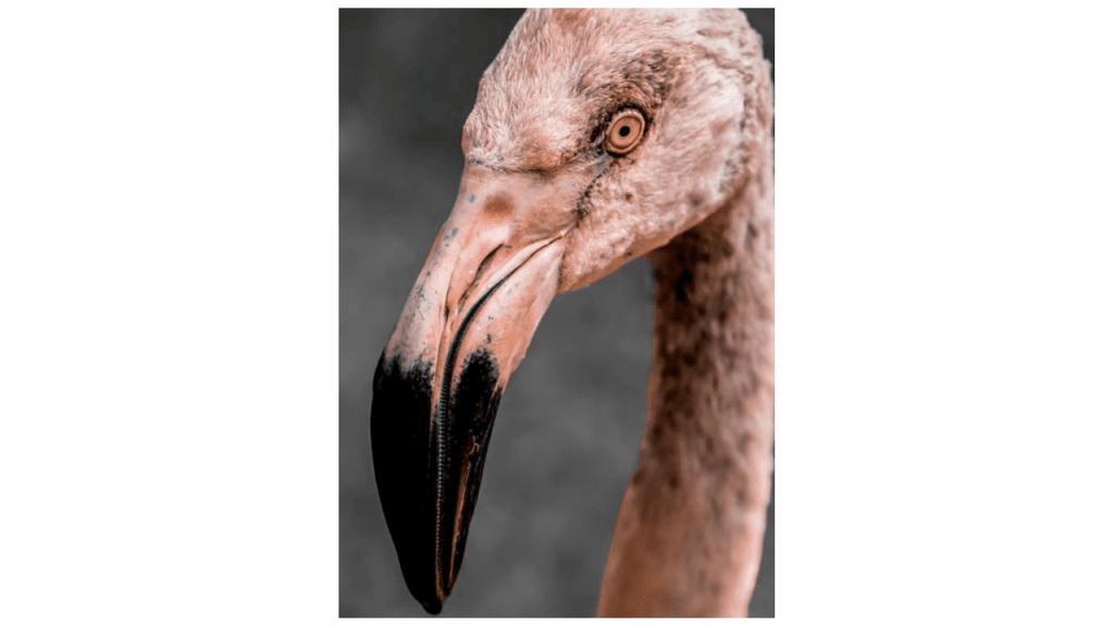 Obra de Camila Neri Querico