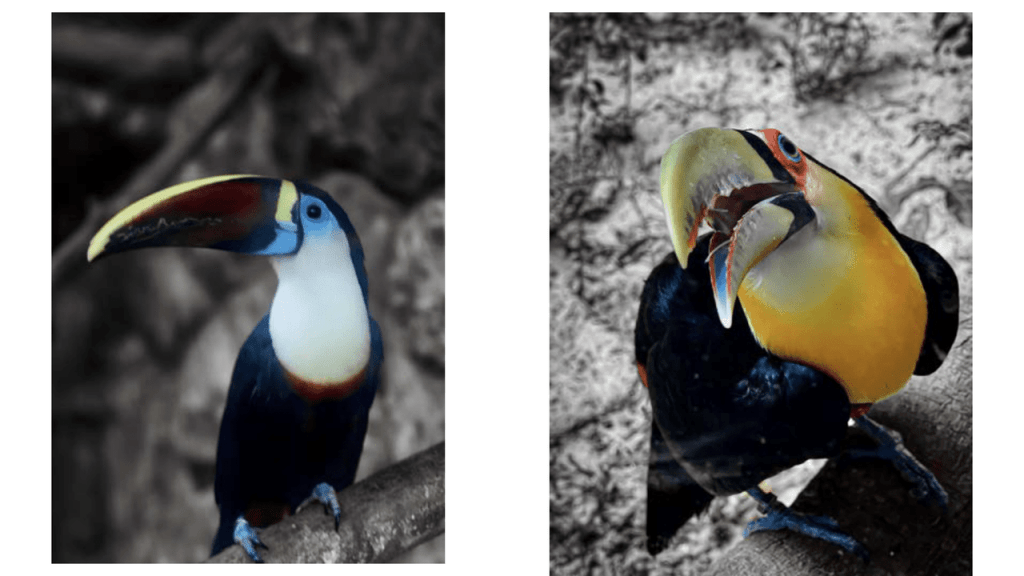 Obra de Camila Neri Querico