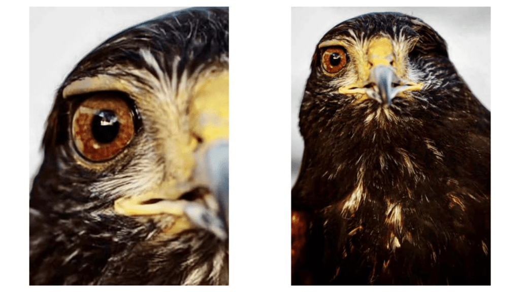 Obra de Camila Neri Querico