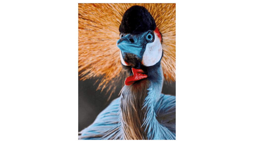 Obra de Camila Neri Querico