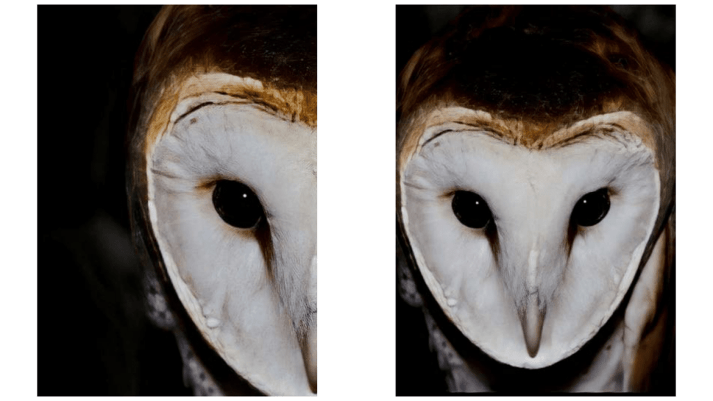 Obra de Camila Neri Querico