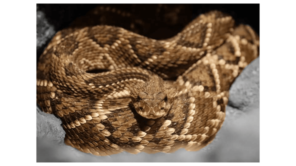 Obra de Camila Neri Querico