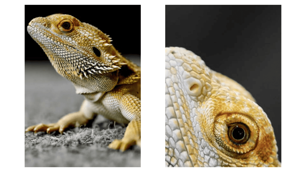 Obra de Camila Neri Querico