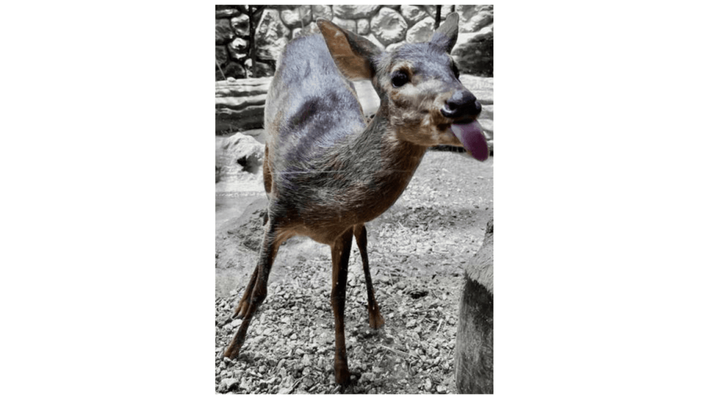 Obra de Camila Neri Querico