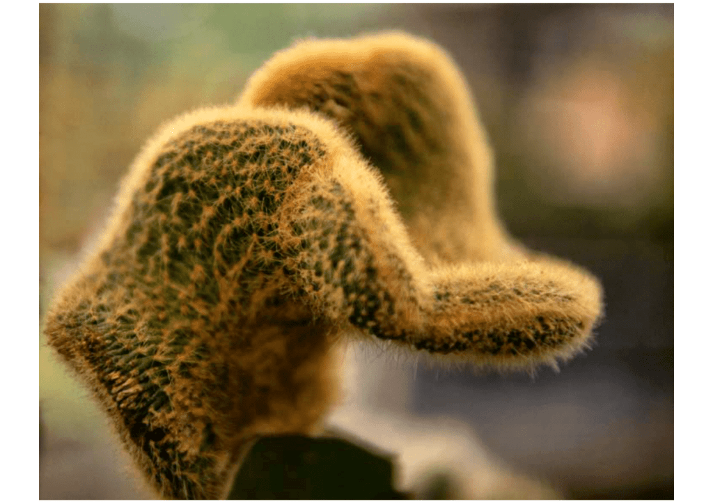 Obra de Miriam Ciocler 