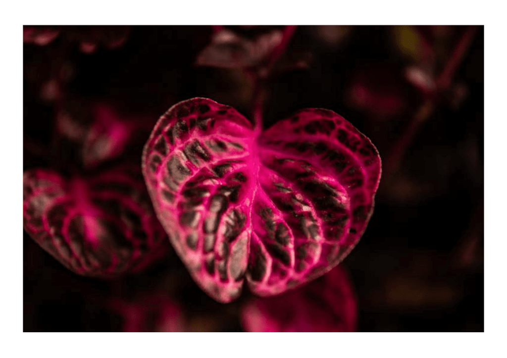 Obra de Miriam Ciocler 