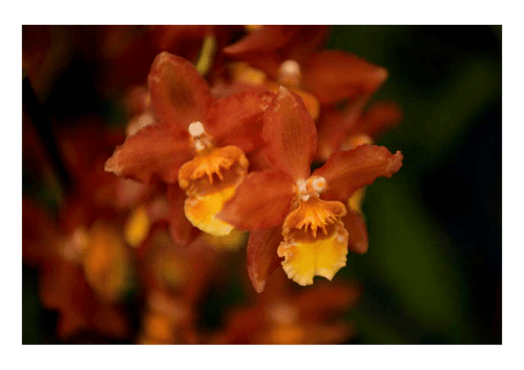 Obra de Miriam Ciocler 