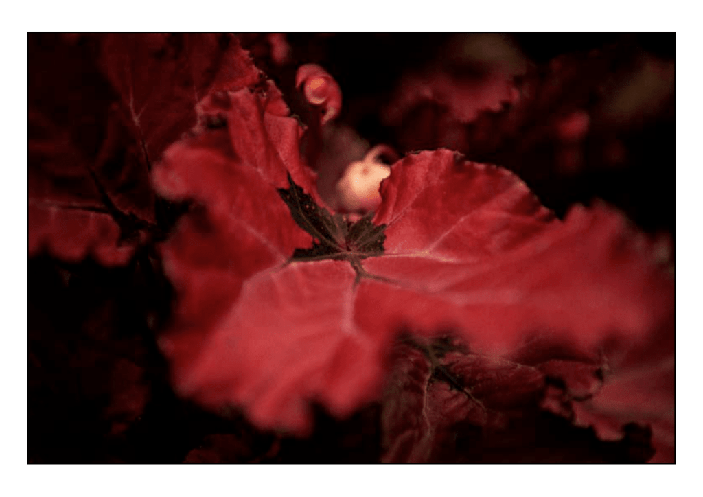 Obra de Miriam Ciocler 