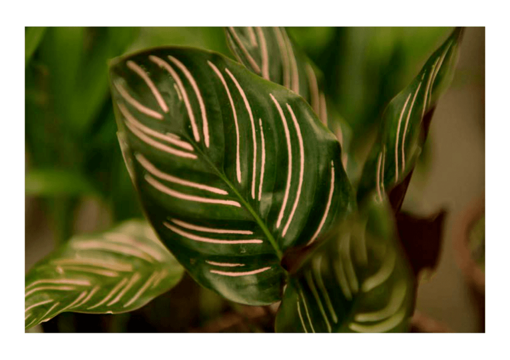 Obra de Miriam Ciocler 