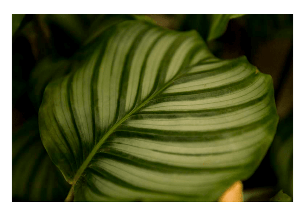 Obra de Miriam Ciocler 