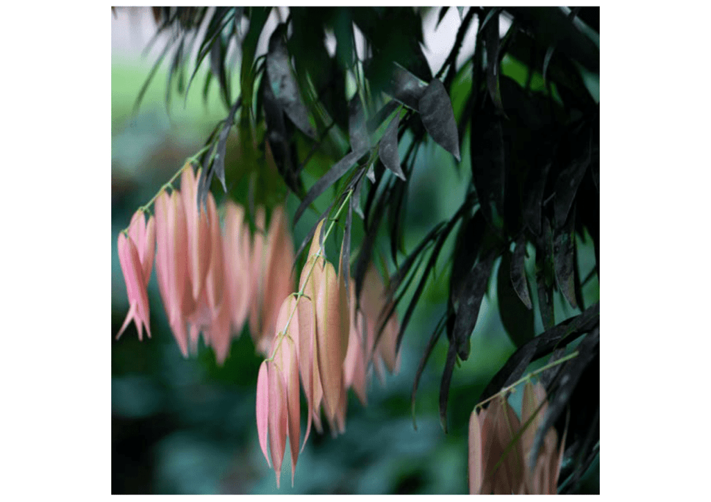 Obra de Miriam Ciocler 