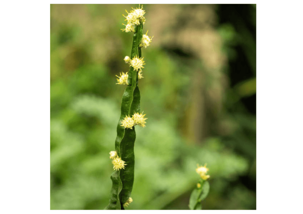 Obra de Miriam Ciocler 