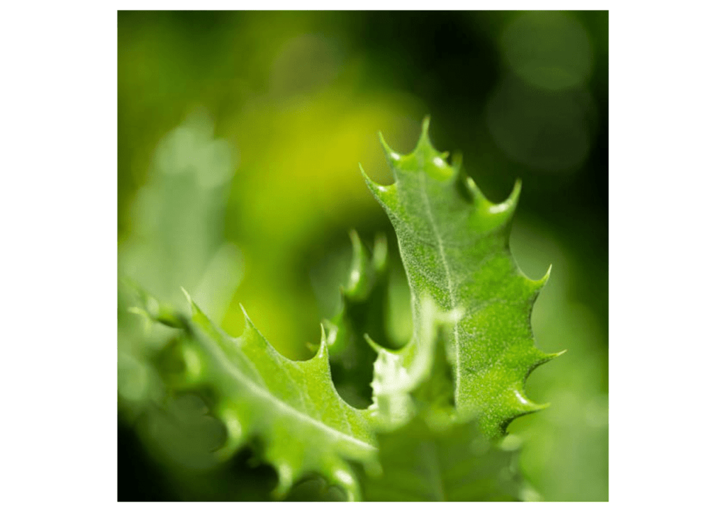 Obra de Miriam Ciocler 