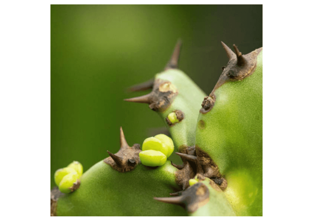 Obra de Miriam Ciocler 