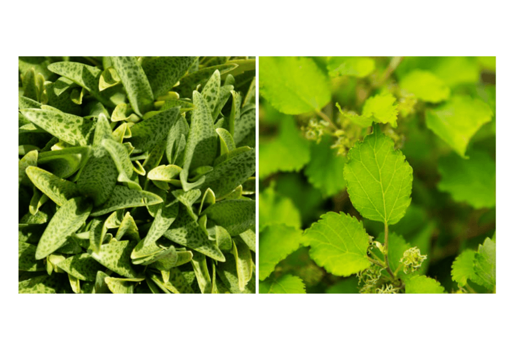 Obra de Miriam Ciocler 