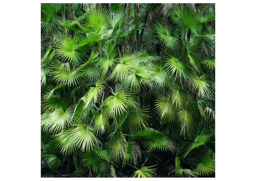 Obra de Miriam Ciocler 