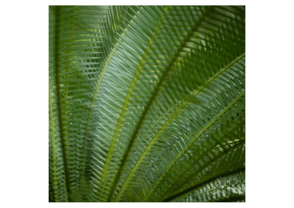 Obra de Miriam Ciocler 