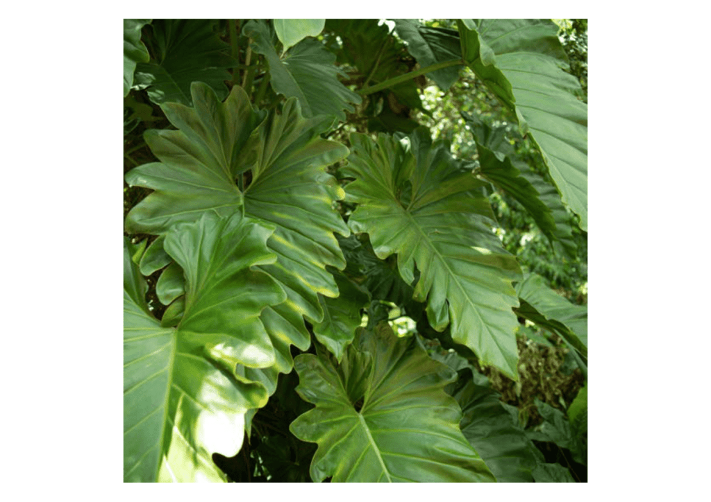 Obra de Miriam Ciocler 