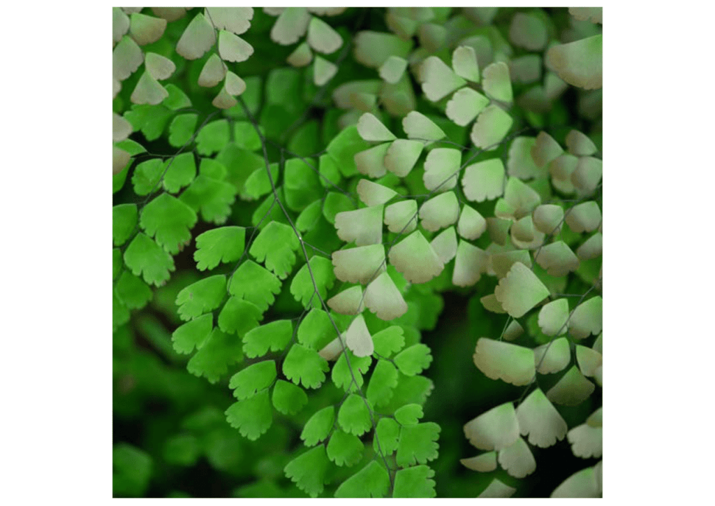 Obra de Miriam Ciocler 