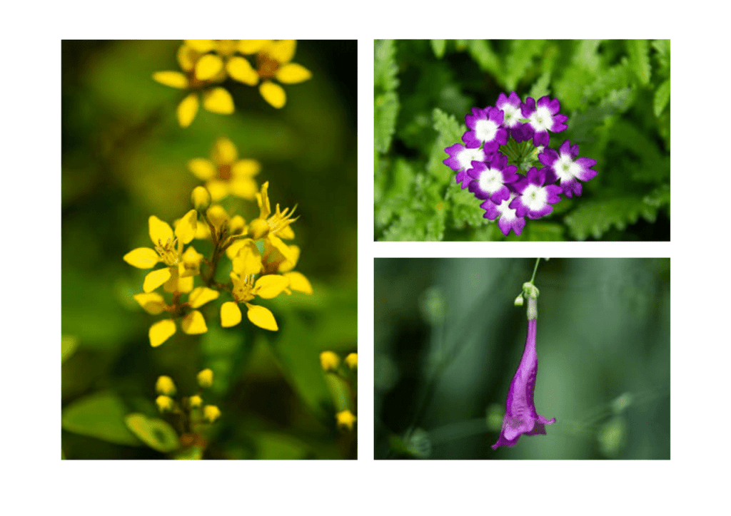 Obra de Miriam Ciocler 