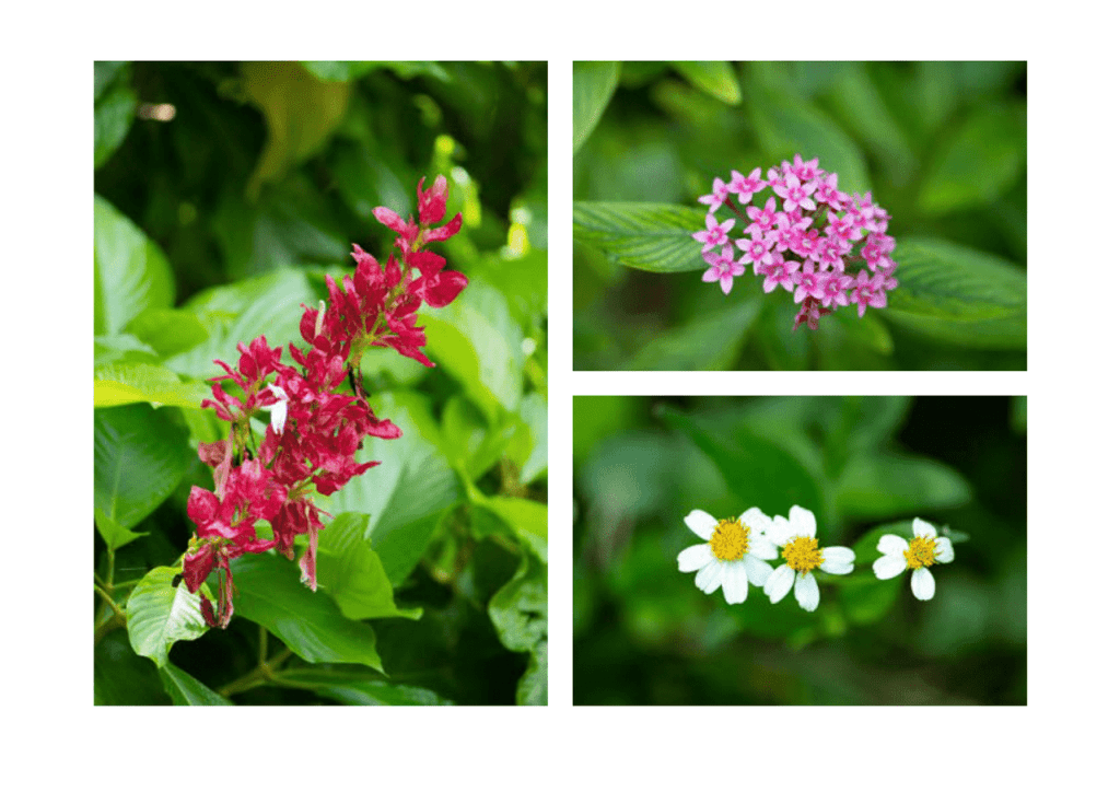 Obra de Miriam Ciocler 