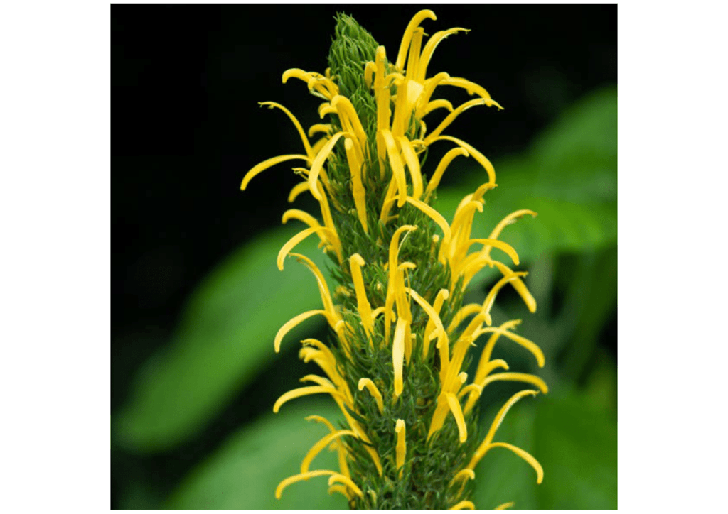 Obra de Miriam Ciocler 