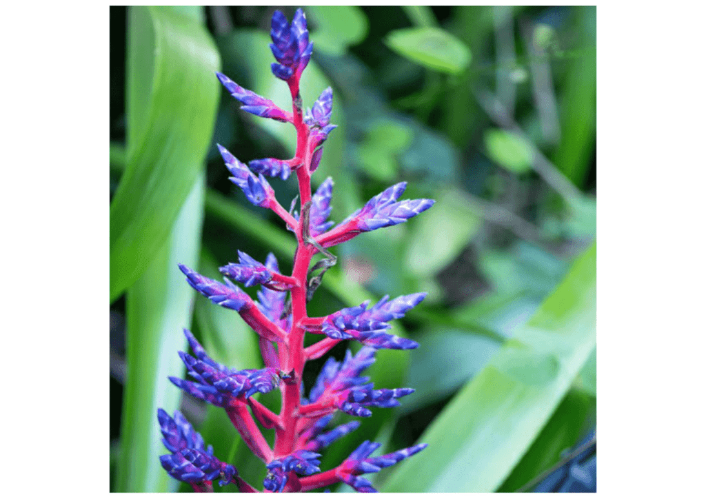 Obra de Miriam Ciocler 