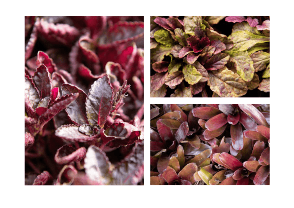 Obra de Miriam Ciocler 