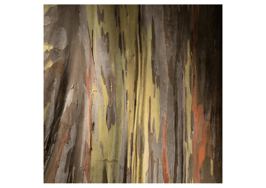 Obra de Miriam Ciocler 