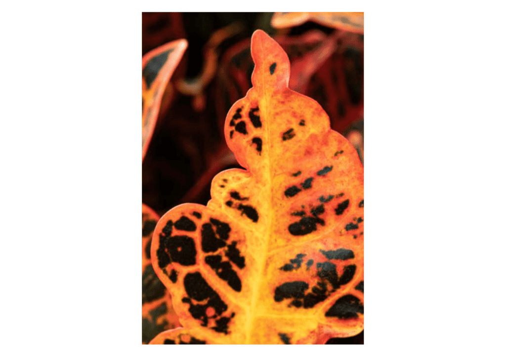 Obra de Miriam Ciocler 