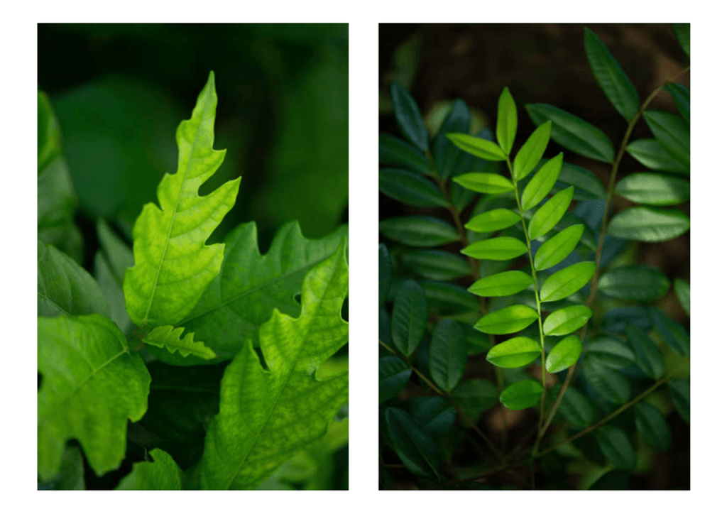 Obra de Miriam Ciocler 