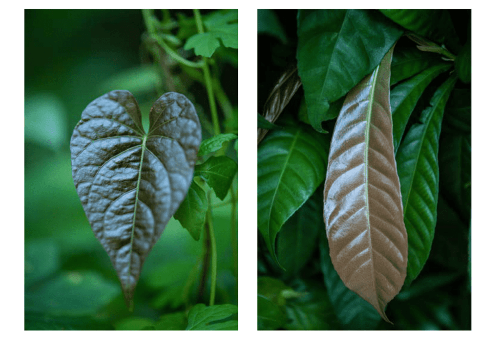 Obra de Miriam Ciocler 