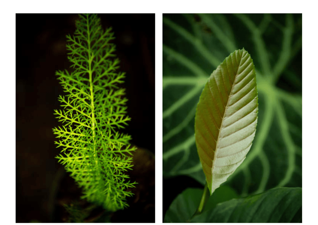 Obra de Miriam Ciocler 