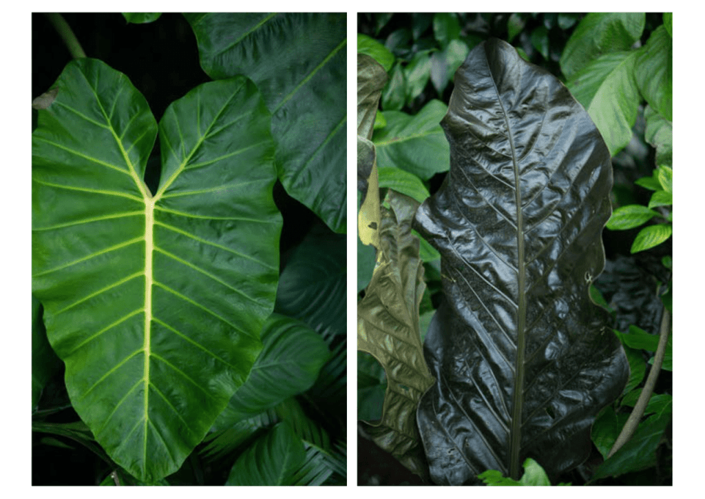 Obra de Miriam Ciocler 