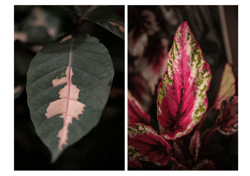 Obra de Miriam Ciocler 