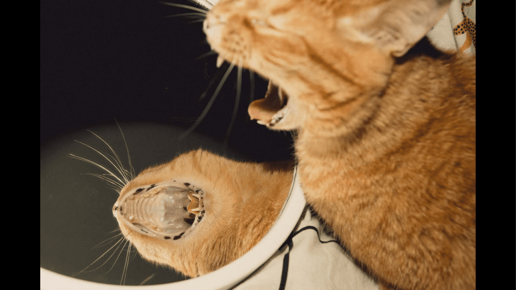 Obra de Washington Costa Leite