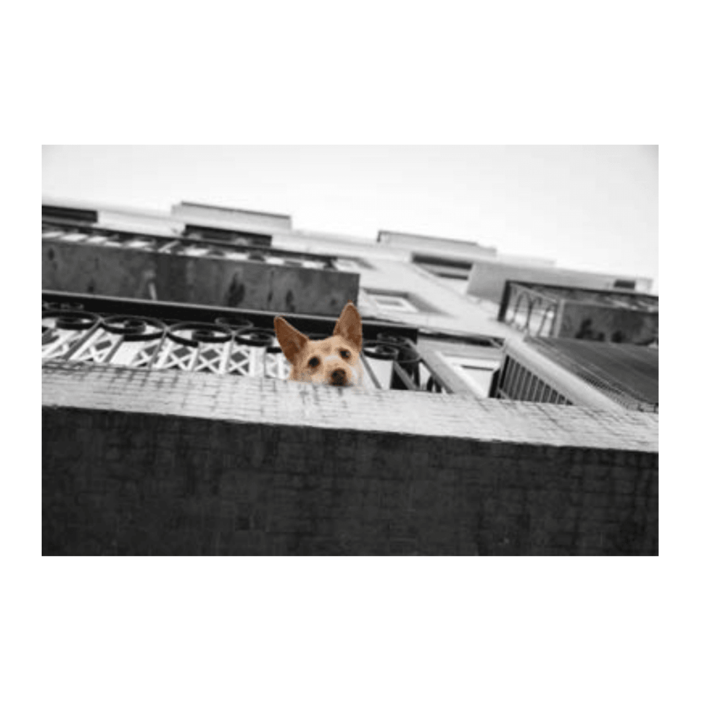 Obra de Ana Lomba de Carvalho Seixas