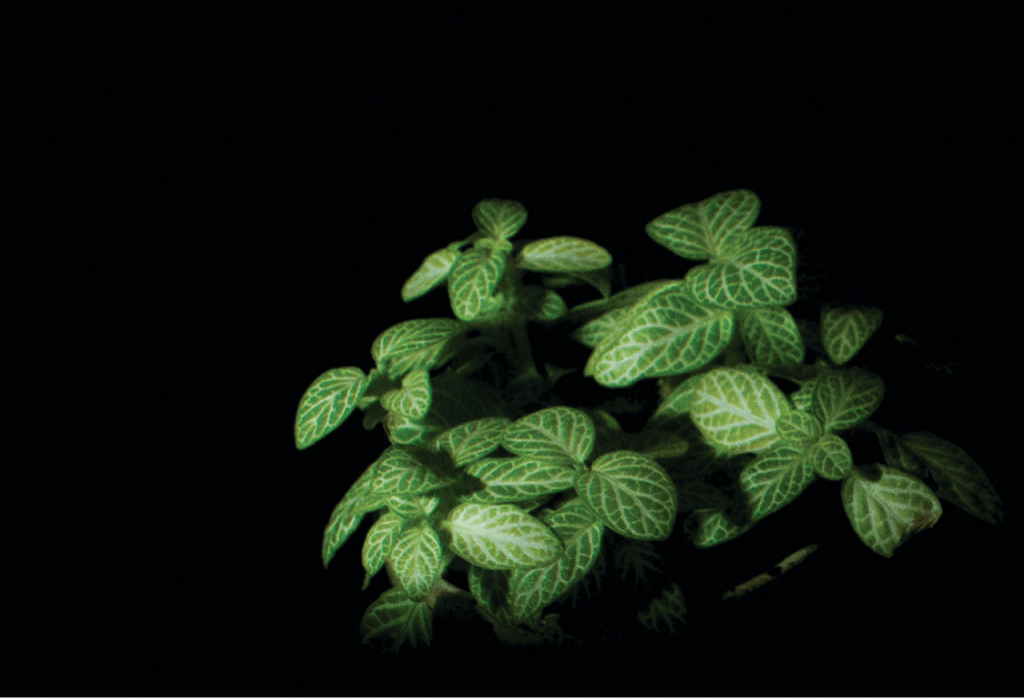 Obra de Anna Beatriz Drewanz