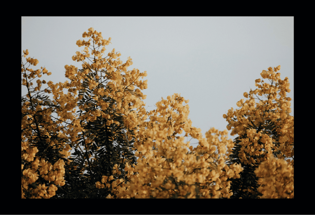 Obra de Anna Beatriz Drewanz